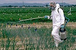 pesticide applicator in full hazard suit with a hand held sprayer in the field