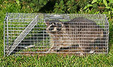 a raccoon trapped in a human trap outdoors